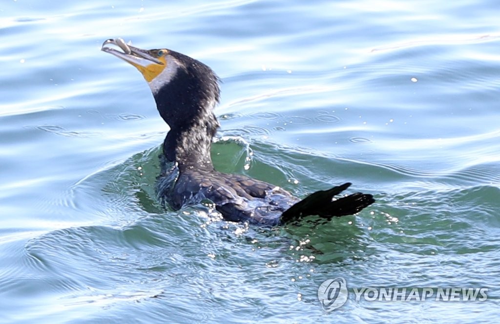 마산항에 가숭어떼 '물반 고기반'…서항지구 친수공간서 관찰