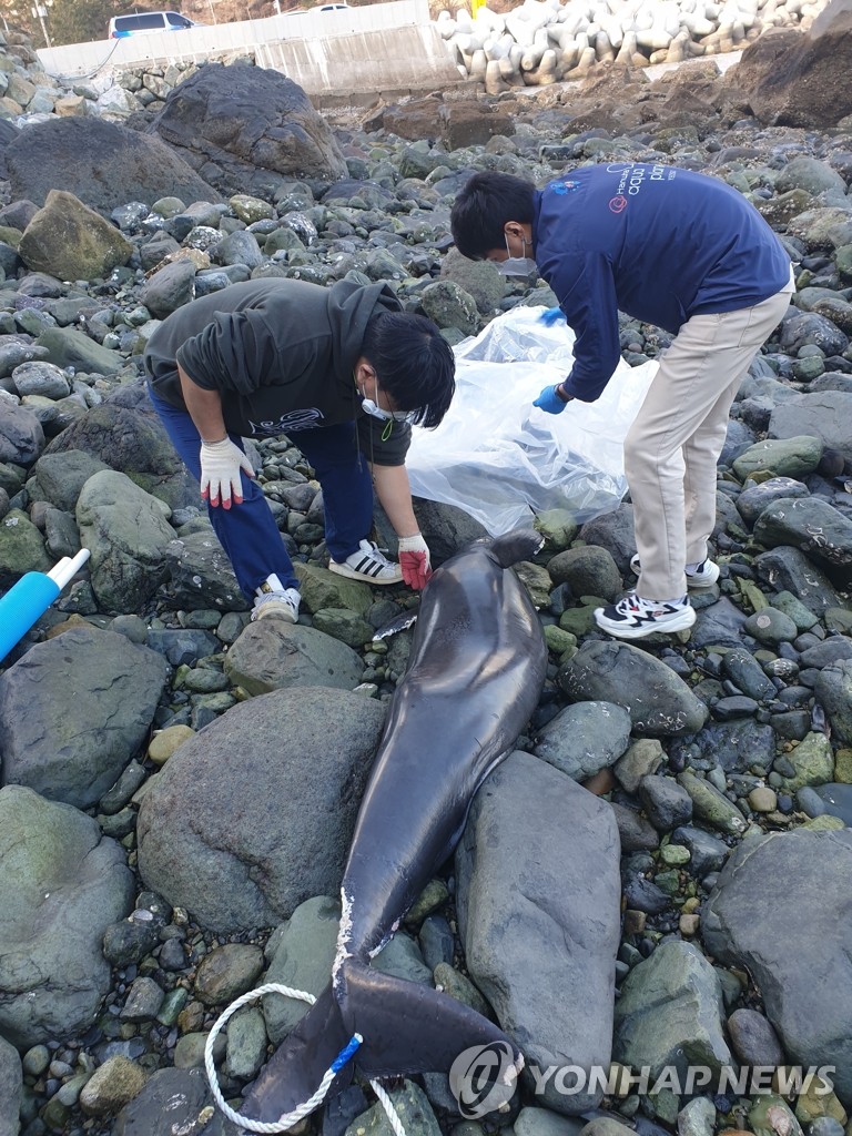 여수 해안서 토종고래 상괭이 사체 2구 발견