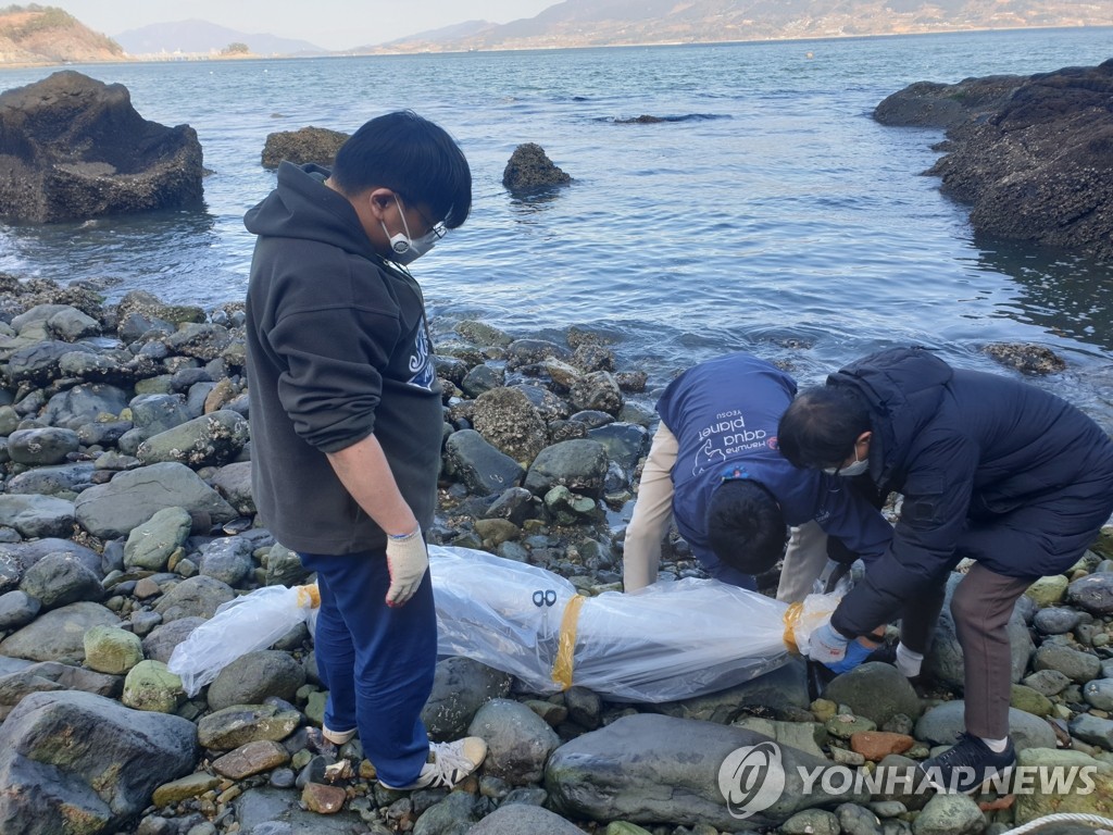 여수 해안서 토종고래 상괭이 사체 2구 발견