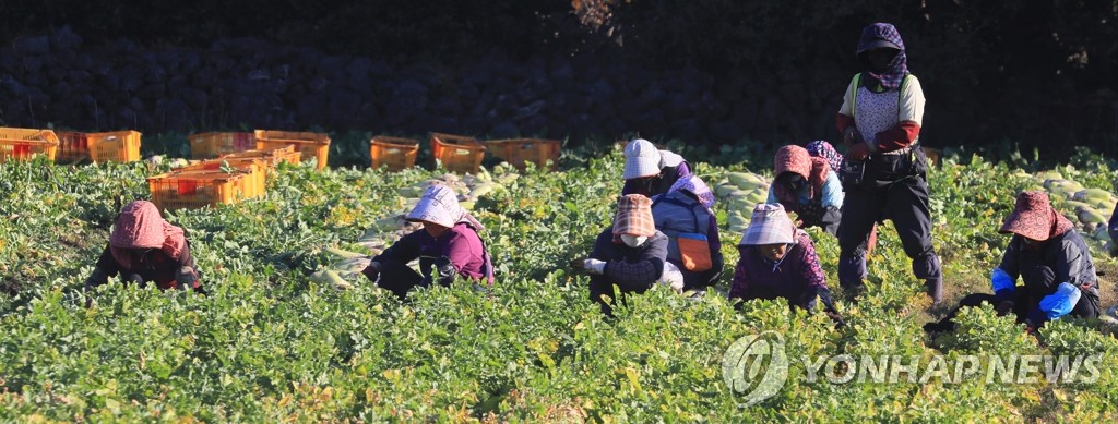 제주, 월동 채소 면적 첫 드론 조사…무 43.9% 차지