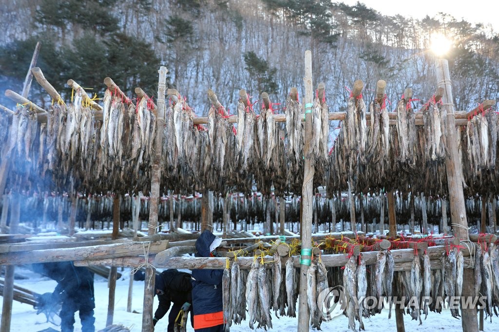 "반갑다, 추위야" 금빛 변신 꿈꾸는 '인제 황태'의 겨울나기