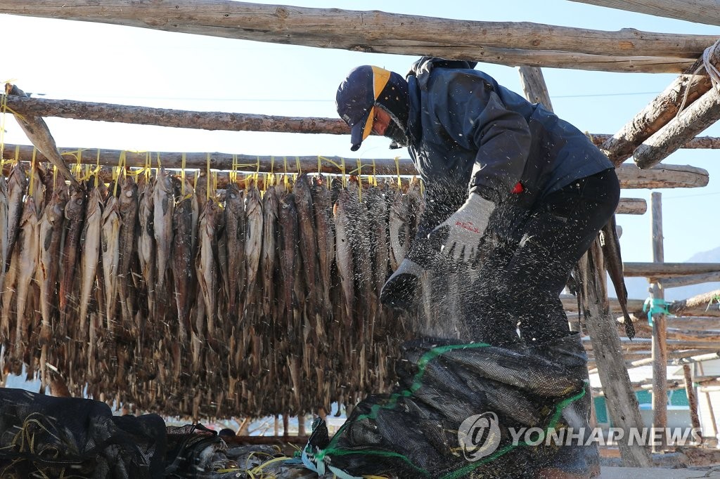 "반갑다, 추위야" 금빛 변신 꿈꾸는 '인제 황태'의 겨울나기