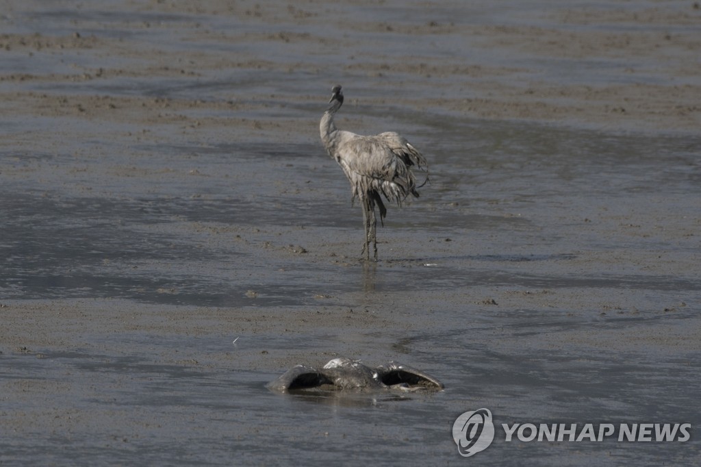 "엎친 데 덮친 유럽"…AI도 대유행 조짐