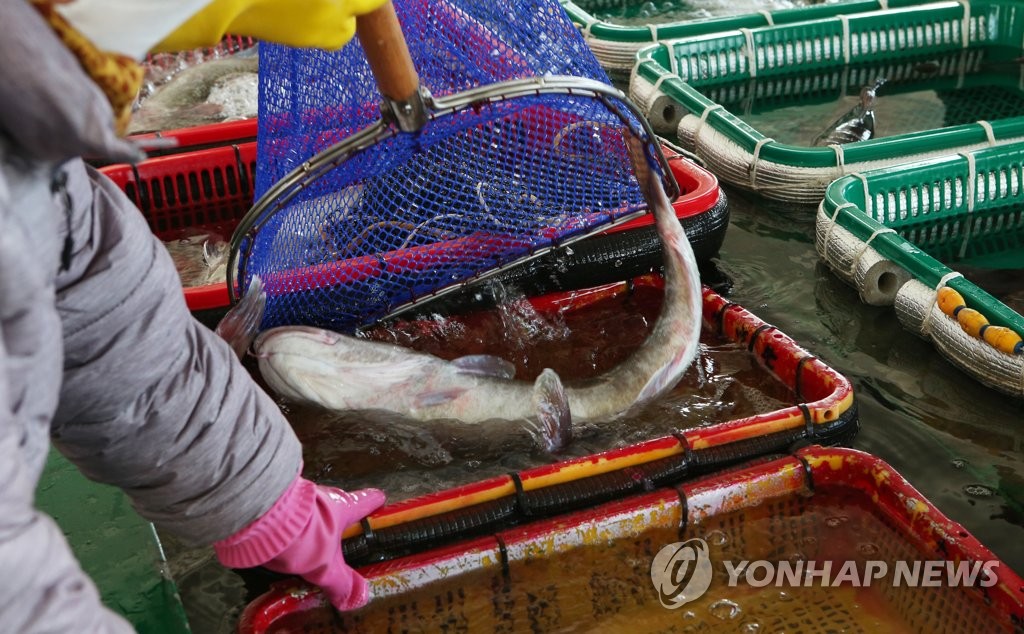 겨울바다 진객 대구잡이 한창…탕 한그릇에 추위 '사르르'