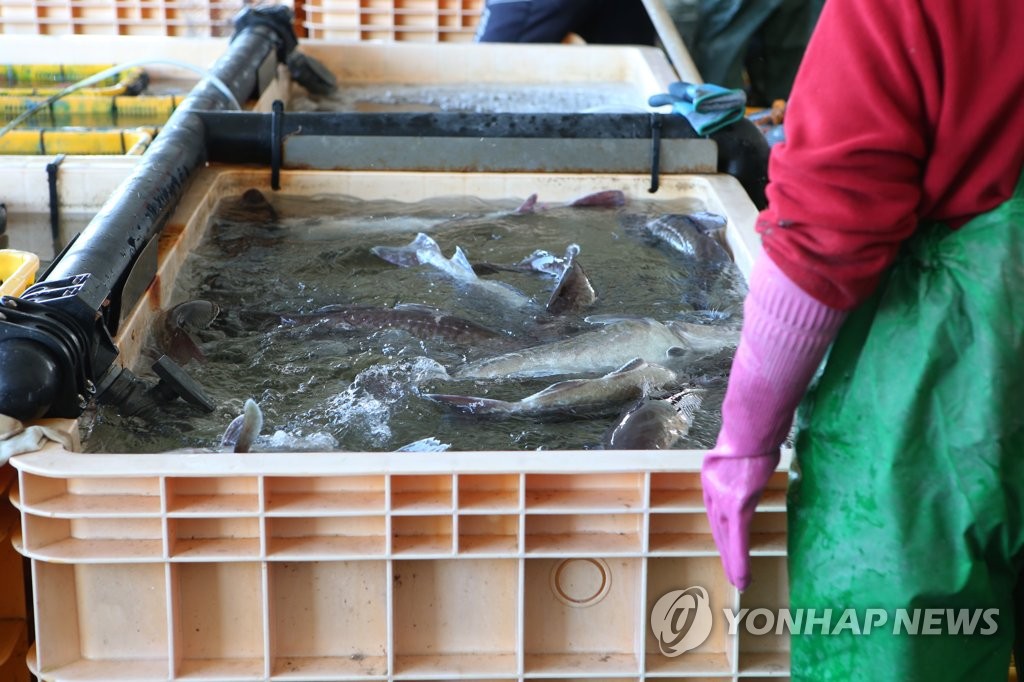 겨울바다 진객 대구잡이 한창…탕 한그릇에 추위 '사르르'