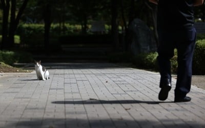 부산서 길고양이 20여마리 '연쇄살묘'…골절·토막 등 잔혹 학대