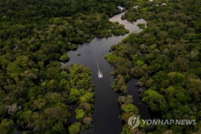 아마존 습지서 나무가 오히려 메탄가스 대기 배출 통로 역할