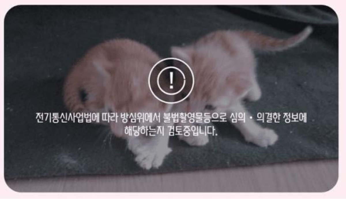 팩트체크 고양이 동영상도 불법 촬영물인지 검열한다고 | 한국경제
