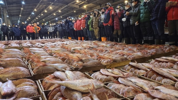 부산공동어시장에 참돔 2만5000마리 위판…제주 근해서 어획