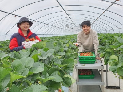 "기술 배우고 돈 벌고"…충주 영농창업 교육생 딸기 첫 수확