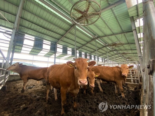 "소똥으로 철강 제조"…정부·현대제철, 가축분뇨 처리 '맞손'