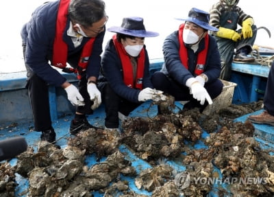 "남해안 굴 폐사, 고수온 영향 아냐…영양염류 부족 탓"