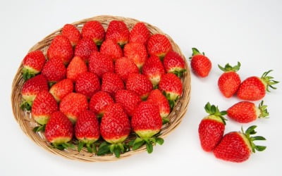 일본 품종 몰아낸 한국 딸기…어떤 품종이 맛있을까 [강진규의 농식품+]