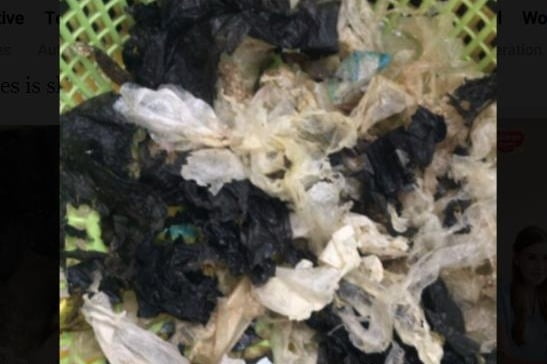 불법 포획 어선에서 구조된 푸른바다거북 배설물에서 나온 비닐봉지. /사진=연합뉴스