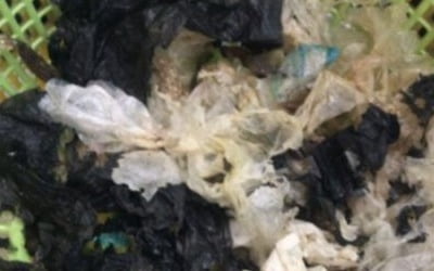 불법 포획 어선서 구조된 바다거북…배설물에 '비닐봉지' 수두룩