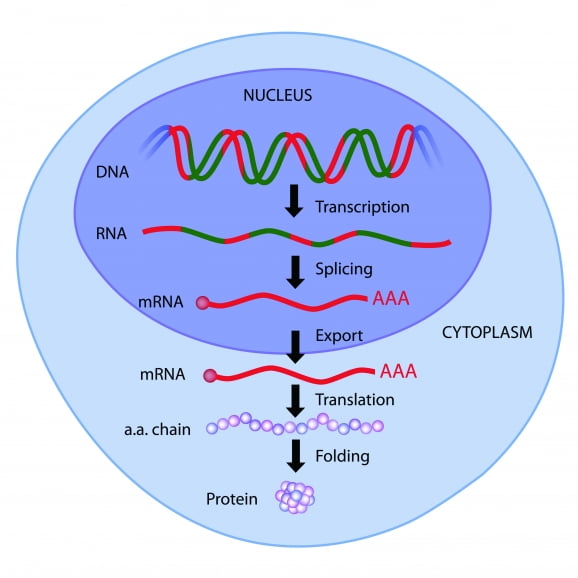 중심원리는 세포핵 속 DNA를 거쳐 RNA, mRNA를 통해 단백질이 생성되는 유전정보 흐름의 방향을 설명해주는 이론이다.