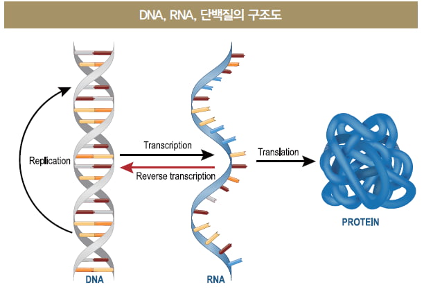 [이동기의 RNA 세계] 중심원리부터 RNA 바이러스까지, RNA란 무엇인가