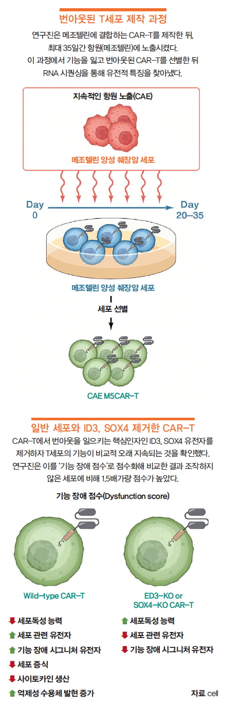 [과학에서 산업찾기] ‘킴리아’의 아버지 칼 준 교수, CAR-T 번아웃 막을 방법 찾았다