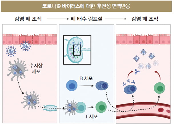 코로나19 바이러스가 폐 조직으로 감염하면 바이러스 항원과 염증의 정보(PAMP-PRR을 통해 얻어진)를 갖고 수지상세포가 근처의 림프절로 이동한다. 림프절에서 항원 미접촉(naive) B·T세포들이 작용 세포(effector cell)로 분화하
고 혈류를 통해 폐 조직으로 이동한다. 이동한 작용 세포들은 폐 조직 거주 면역세포들과 연합해서 바이러스를 제거한다.