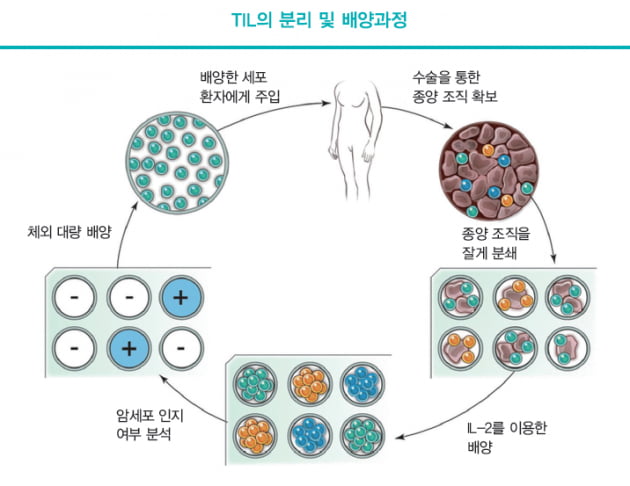 [Cover Story - part 2. FOCUS] T세포의 또 다른 얼굴…TCR-T, 그리고 TIL