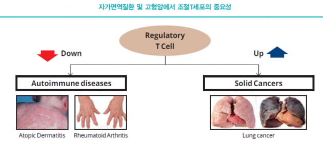 [Cover Story - part 3. ANALYSIS] 조절T세포는 왜 주목받는가