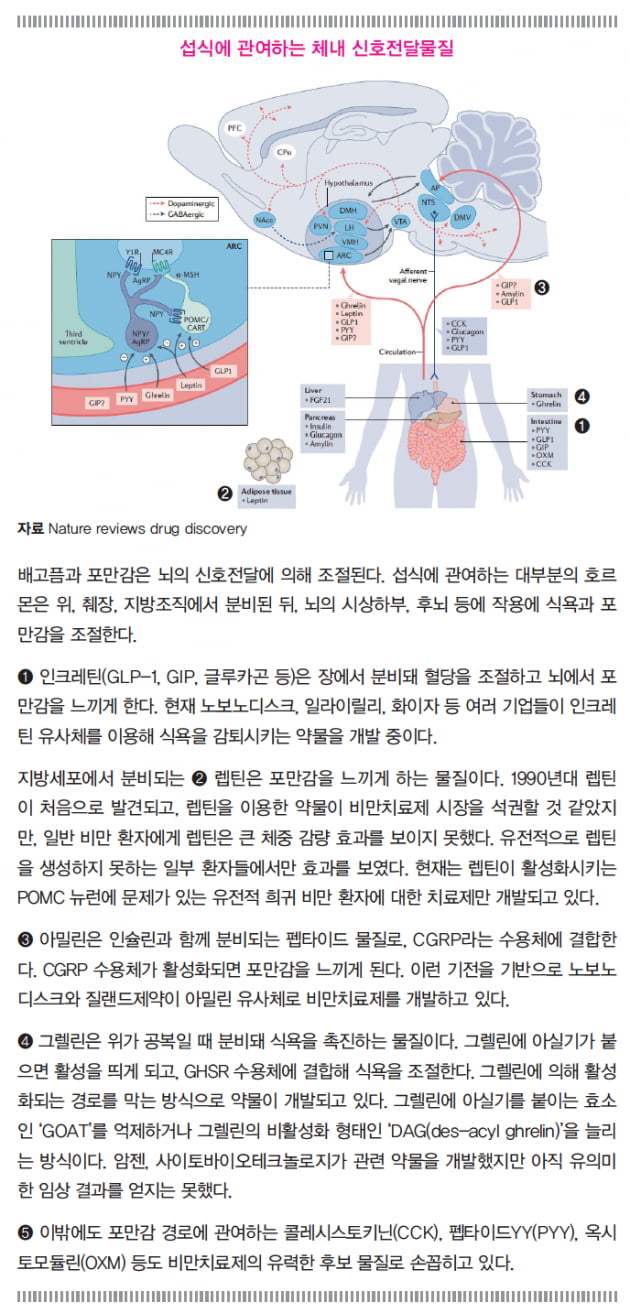 [ISSUE ②MARKET] 안전, 병용, 편의! 비만 치료제 시장을 이끌 세 가지 키워드