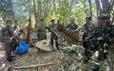 태국 국립공원서 야생 호랑이 가죽 벗긴 '간 큰 밀렵꾼들'