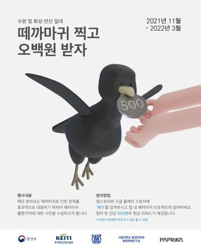 환경부는 '도시생태계 건강성 증진 기술개발사업' 과제의 일환으로 지난해 11월부터 올해 3월까지 떼까마귀 사진을 찍어 앱 '캐다'에 올리면 1장당 500원을 지급하는 이벤트를 진행 중이다. /사진=수원시 