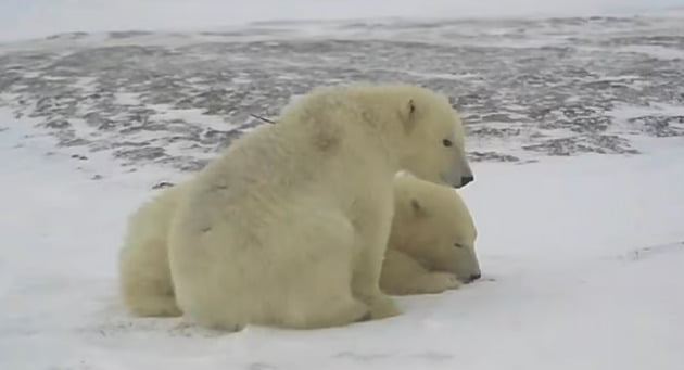 북극곰 형제 / 사진 = 데일리 메일 캡처 