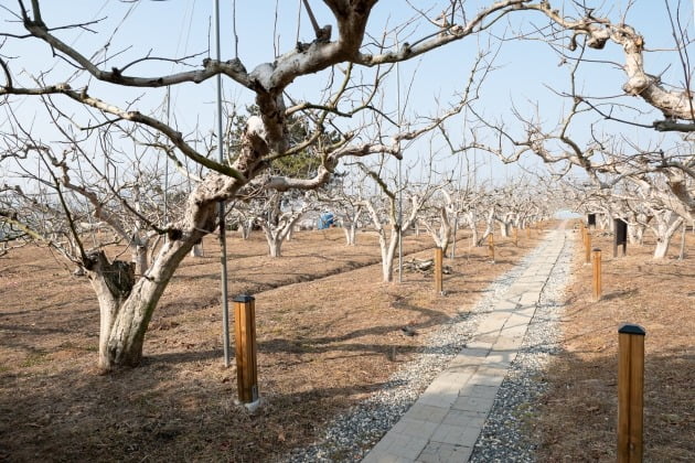 경남 창원시 의창구 대산면 '다감농원'의 감나무 모습. [사진=티몬 제공] 