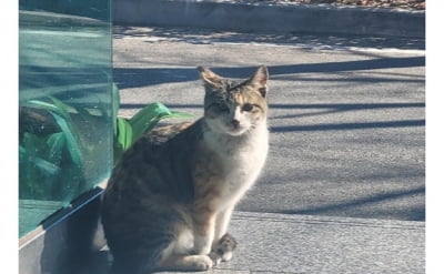 "고양이 비명 지르는데, 바닥에 수차례 내리쳐"…수사 착수