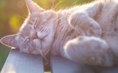 FDA, 조에티스의 고양이 골관절염 통증 치료제 승인