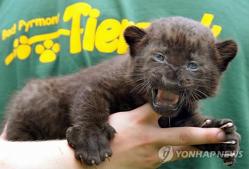 [팩트체크] 임인년 새해의 상징 '검은 호랑이'는 상상 속 동물?