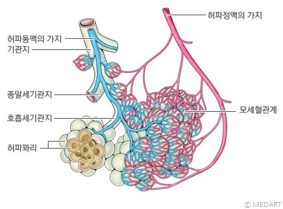 코로나19로 망가진 폐, 왜 그렇게 치명적일까