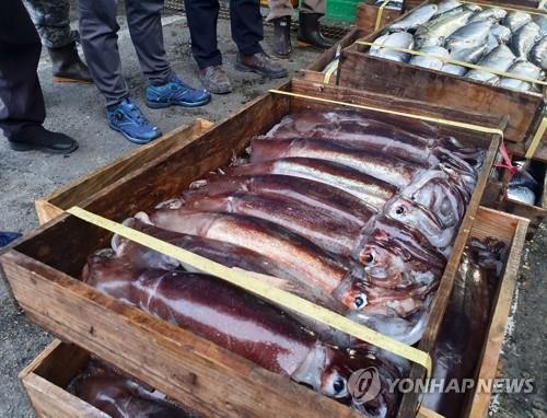 [고침] 지방(집어등 켜고 그물로 오징어 싹쓸이…선장 등…)