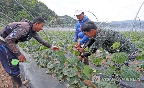 화천군, 농번기 인력난에 국내 체류 외국인 계절근로자 투입