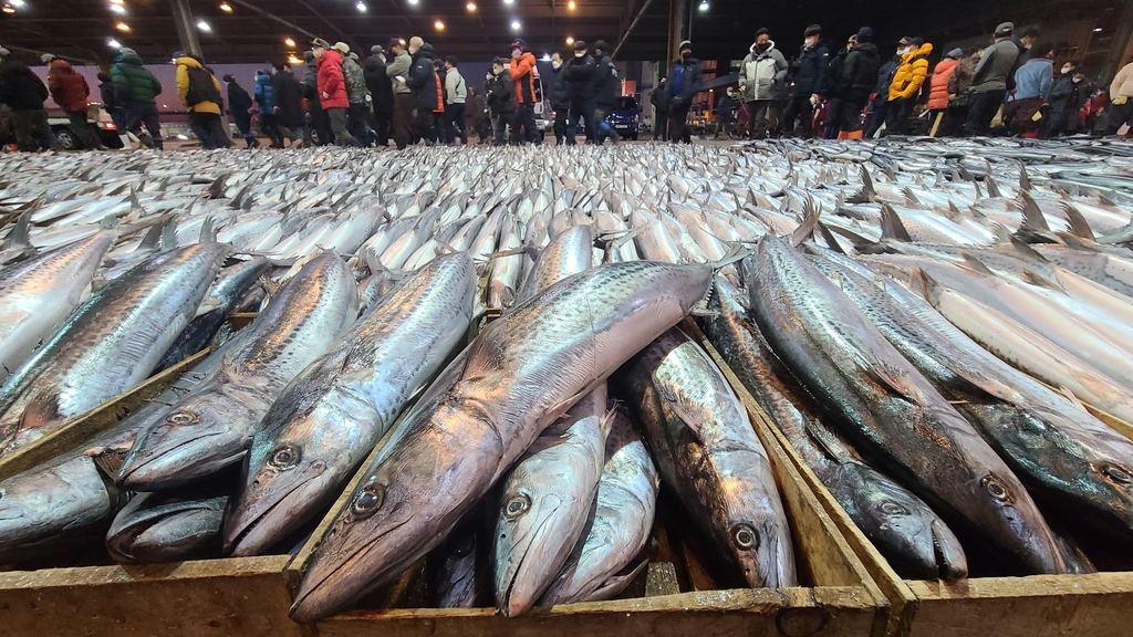 부산공동어시장서 삼치 15만 마리 경매…역대 최다 기록