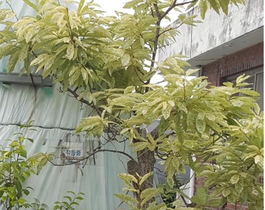 신안군, 산림 신품종 '신안천사굴참나무' 개발