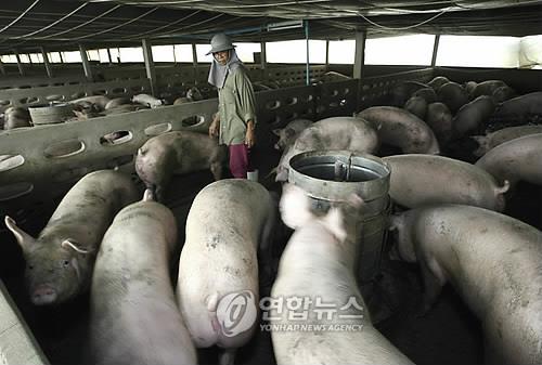 태국서 애완돼지 폐사에 아프리카돼지열병 첫 발병 의혹 제기