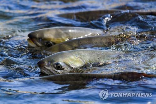 회귀성 어종 연어 방향감각 뿌리는 수십억년 전 고세균