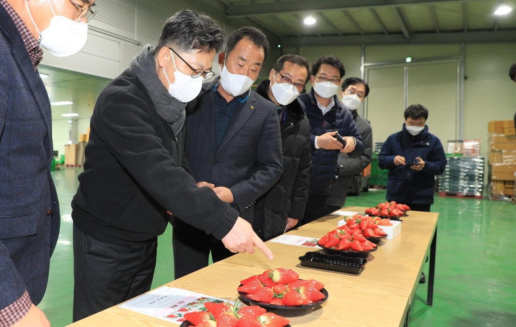 농식품부 장관 "딸기가격, 이달 중순부터 안정될 것"