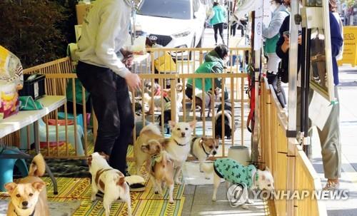 정읍시, 실외서 키우는 개 중성화 수술비 최대 40만원 지원