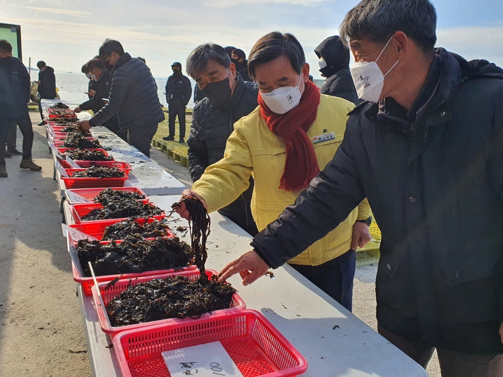 충남 생산량 95% 서천 물김 위판가격 10%↑…'저수온' 영향