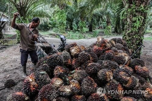 인도네시아, 이번엔 팜유 수출도 규제…허가제로 통제 강화(종합)