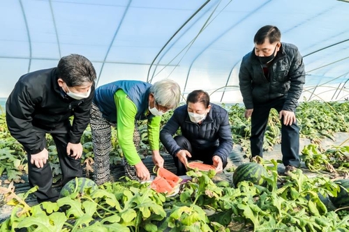 달고 아삭한 식감에 인기 만점 겨울수박…함안군, 본격 출하