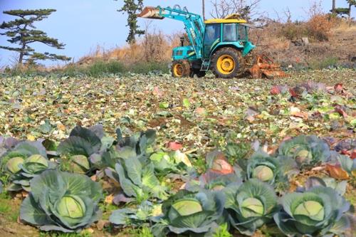 '가격 폭락' 전남지역 겨울 양배추 75㏊ 산지폐기