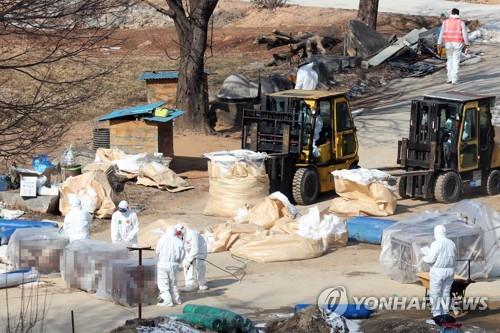 '산안농장 사태' 촉발 농장서 또 AI…"산안농장은 살처분 제외"