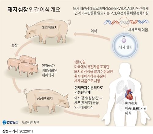 돼지심장 인체 이식팀에 '독실한 무슬림 의사' 논란