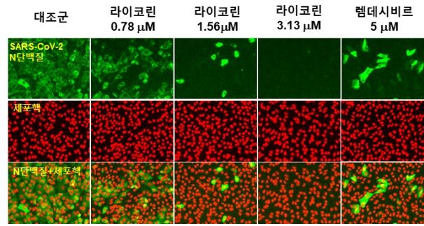 한의학연 "꽃무릇 추출물, 항코로나바이러스 효능 우월"