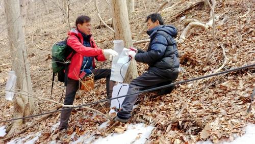 '전국 최고품질' 뱀사골 고로쇠, 이상 고온에 채취 시작